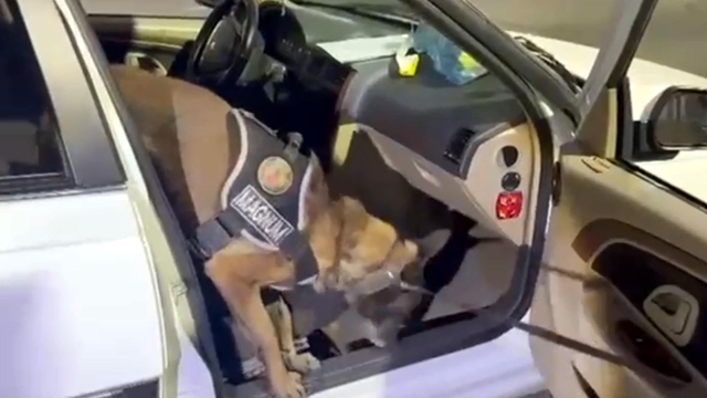 Koltuğun içine gizlenmiş 8,5 kilo metamfetamini 'Magnum' buldu