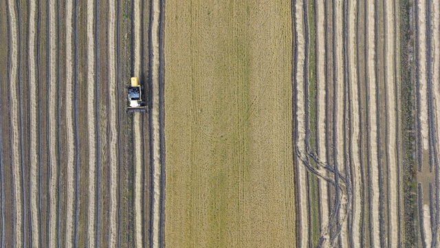 Samsun'da çeltik hasadında sona gelindi