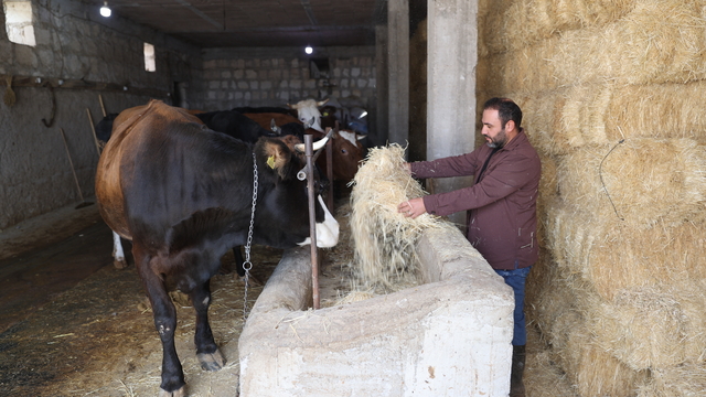 Genç veteriner "Uzman Eller Projesi" ile büyükbaş işletmesini büyüttü