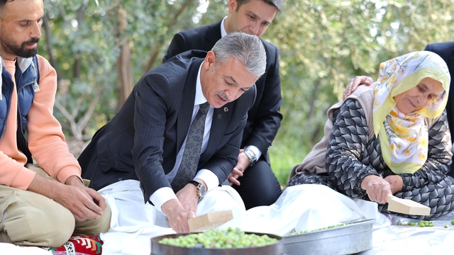 Mardin Valisi Tuncay Akkoyun Derik ilçesinde zeytin hasadına katıldı