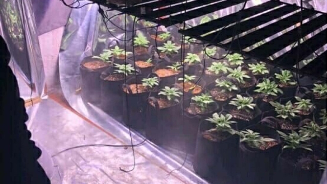 Evine sera kurup, Hint keneviri yetiştirmiş