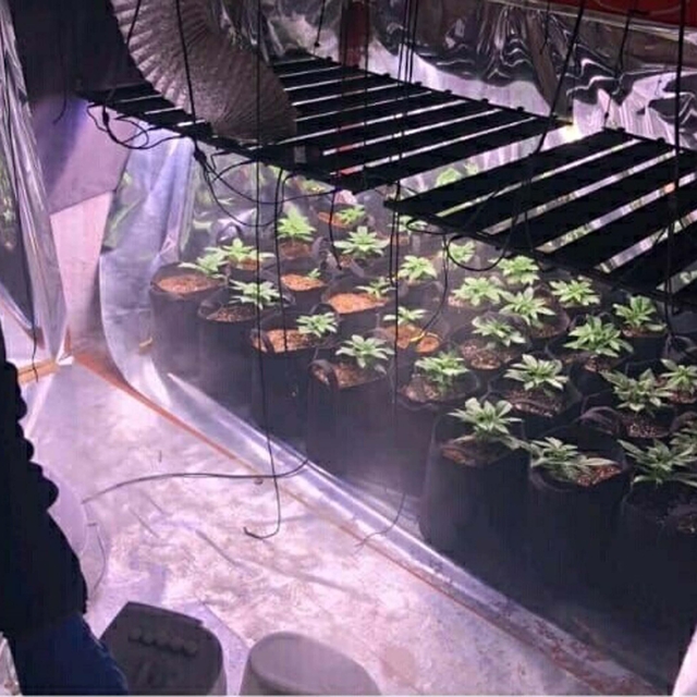 Evine sera kurup, Hint keneviri yetiştirmiş