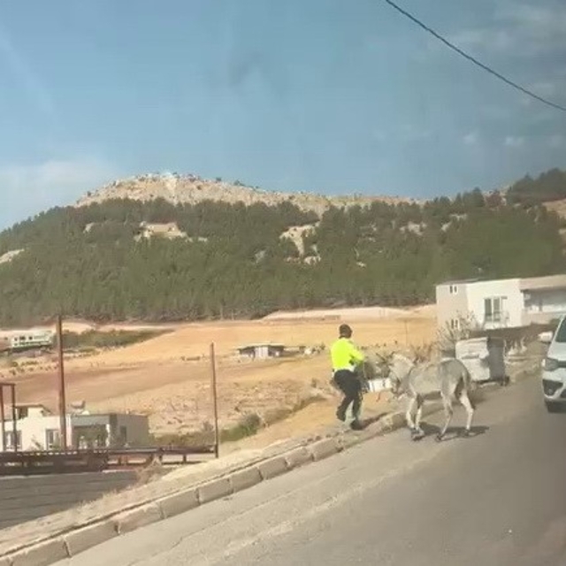 Kazaya davetiye çıkaran eşeğe polis müdahale etti