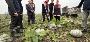 Coğrafi işaretli kestane kabağı hasadı başladı
Düzce'de kestane kabağı hasa...