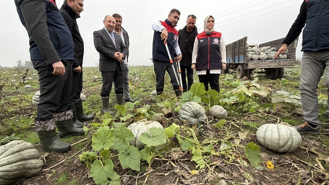 Coğrafi işaretli kestane kabağı hasadı başladı
Düzce'de kestane kabağı hasadından 10 bin ton rekolte bekleniyor