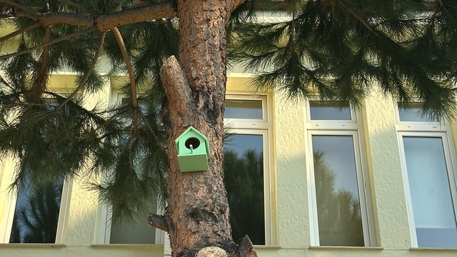 Balıkesir'de üniversite öğrencileri kuşlar için yuva yaptı