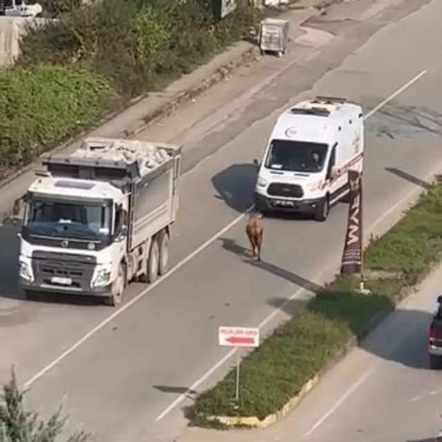 Rize'de kaçan inek sürücülere zor anlar yaşattı; o anlar kamerada