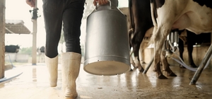 Aydın'da 9 bin 543 üreticiye toplam 66 milyon TL ödeme yapılacak