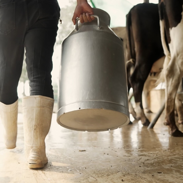 Aydın'da 9 bin 543 üreticiye toplam 66 milyon TL ödeme yapılacak