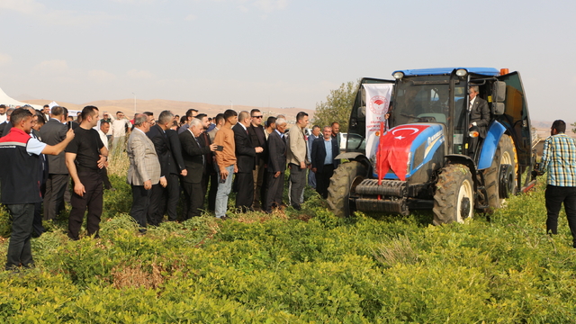 Şırnak'ta yer fıstığı hasadı yapıldı