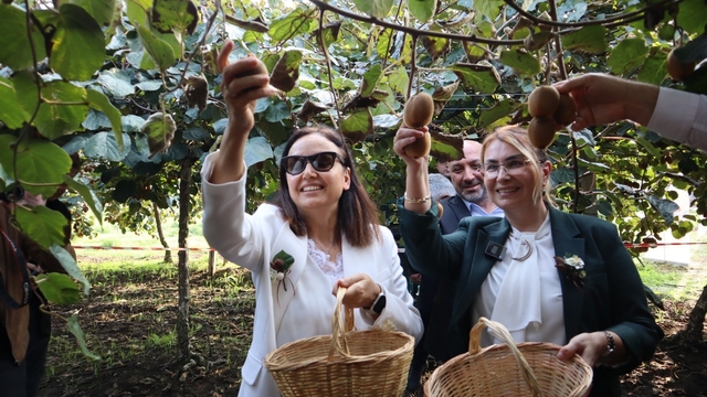 Yalova'nın coğrafi işaretli meyvesi kivide hasat sevinci
Kentte 20 ton kivi hasadı bekleniyor