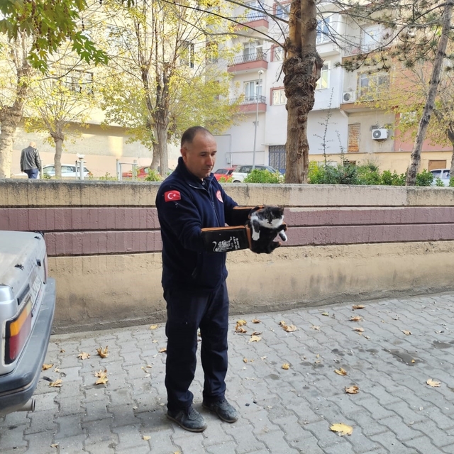Ağaçta mahsur kalan kedi itfaiyeyi seferber etti