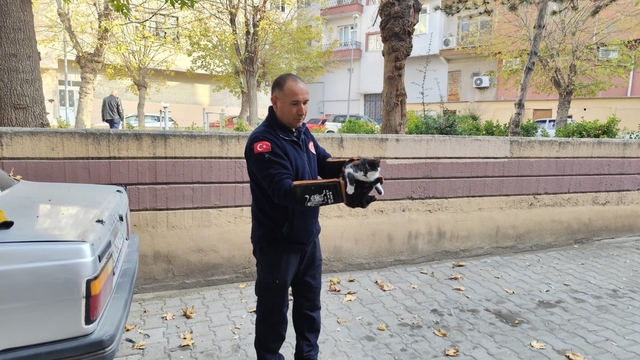 Ağaçta mahsur kalan kedi itfaiyeyi seferber etti