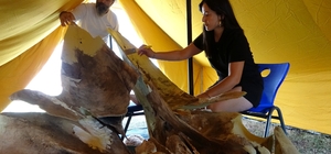 Heyecanlandıran keşifte 16 metrelik balinanın kemikleri birleştirilmeye baş...