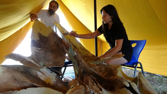 Heyecanlandıran keşifte 16 metrelik balinanın kemikleri birleştirilmeye başlandı
Mersin'de 4 yıl önce ölen ve müze bahçesine gömülen 16 metrelik Fin balinasının kırıklarla birlikte çıkarılan yaklaşık bin adet kemik parçası  şimdi tek tek yapıştırılarak yeniden bir araya getirilmeye başlandı
Prof. Dr. Deniz Ayas:
"Anatomik olarak büyük kemiklere sahip olsa da kırıkların fazla olması birleştirmeyi zorlaştırıyor"
"Keyifli bir süreç, çünkü bunu bir puzzle gibi düşünebilirsiniz, her doğru parçayı bulup yerleştirdiğimizde ayrı bir mutluluk yaşıyoruz"