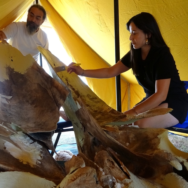 Heyecanlandıran keşifte 16 metrelik balinanın kemikleri birleştirilmeye baş...