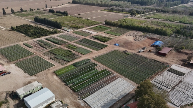 Yanan ormanlar üretilen milyonlarca fidanla yeşerecek
Adana Orman Bölge Müdürlüğü ekipleri, yılda 5 milyon fidan üretimi yaparak yanan ormanların tekrar yeşermesine önemli bir katkı sunuyor