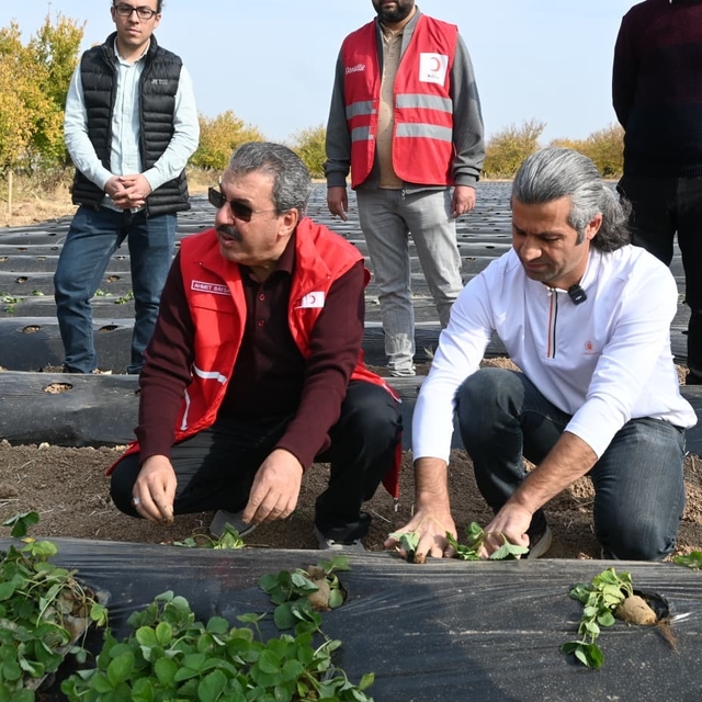 Malatya'da çilek yetiştiriciliğinde hibe destekli proje başladı