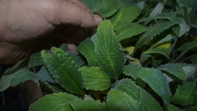 Gömeç'te 50 bin enginar fidesi dağıtıldı