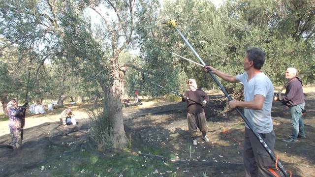 Balıkesir'de makineli hasat zeytinde verimi artırıyor