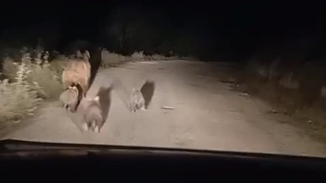 Siirt'te köy yoluna inen ayı ve yavruları kamerada