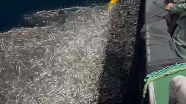 Çanakkale'de balıkçılar, avladıkları yüzlerce kasa yavru balığı denize bıraktı