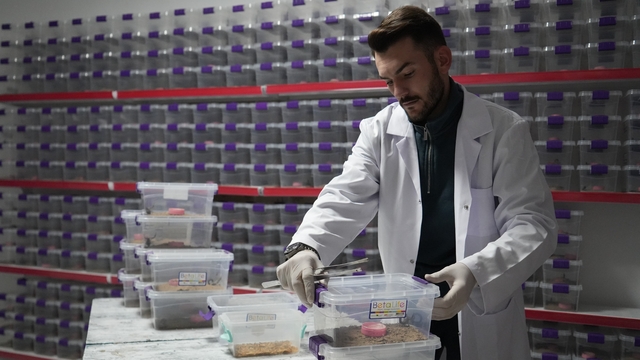 Niğde'den dünyaya 'akrep zehri' ihracatı
Niğde'de yaşayan genç girişimci akrep zehrini dünya pazarına ihraç ediyor