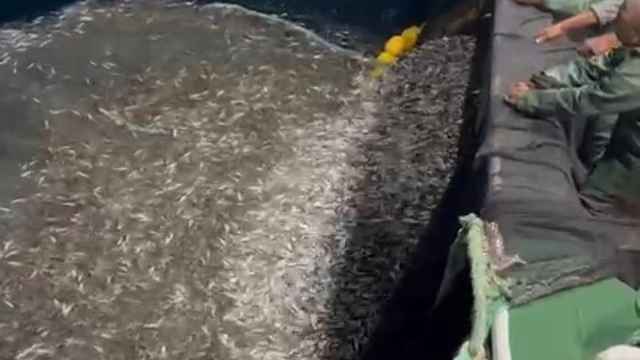 Çanakkale'de balıkçılardan örnek avcılık, yavru balıkları denize geri saldı
Çanakkale'de balıkçılar ağlarına takılan yavru balıkları denize saldılar