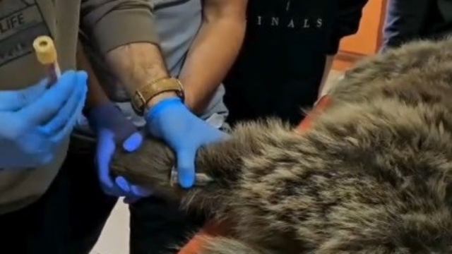 Kars'ta yaralı bozayının tedavisi yapılıyor