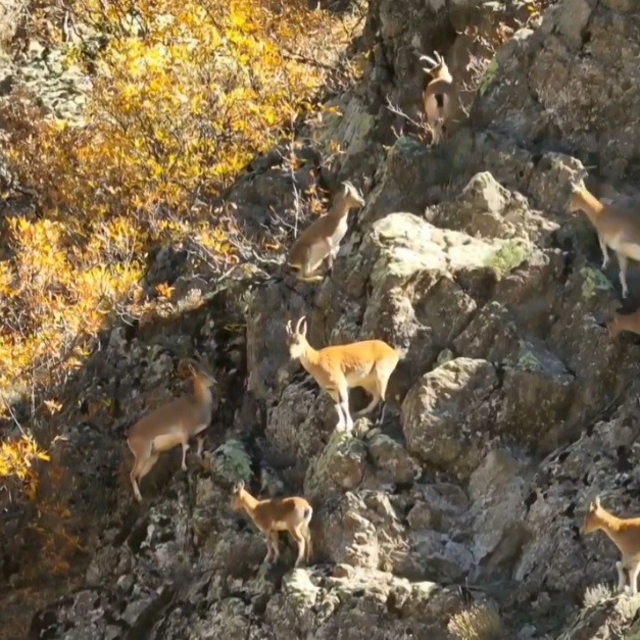 Erzincan dağlarında yaban keçileri görüntülendi