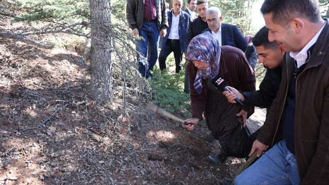 Sedir mantarının geleceği için uyarı: "Her mantar toplanmaz"