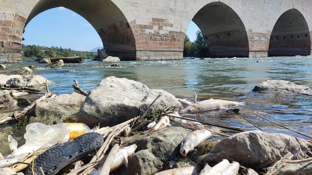 Ceyhan Nehri'ndeki toplu balık ölümlerinin nedeni ağır metal çıkmadı
Adana'da Ceyhan Nehri'nde yüzlerce balığın telef olmasının ardından balıklardan ve sudan alınan numunelerde ağır metale rastlanmadığı öğrenildi