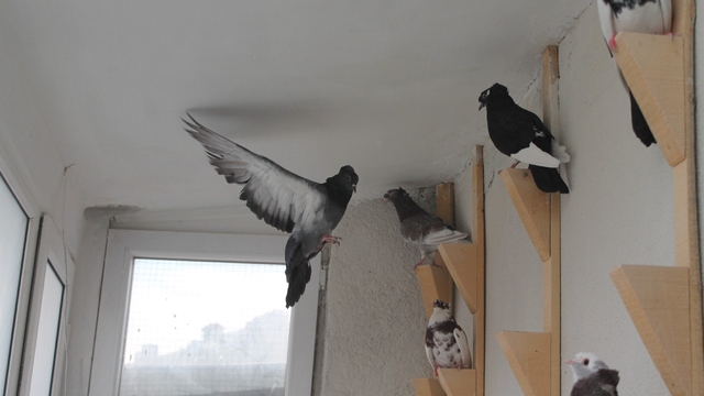 Türk fısıldayıcısı Bayburt Güvercini sesiyle büyülüyor