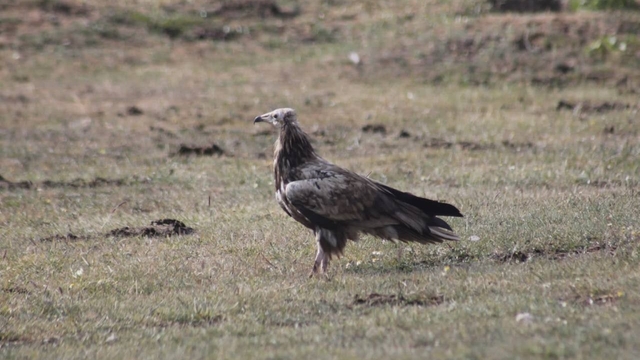Bayburt'ta nesli tehlike altında olan Mısır Akbabası görüldü