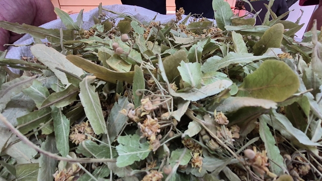 Geçen sene altınla yarışıyordu, bu yıl fiyatı düştü
Kış çaylarının vazgeçilmezi ıhlamurda fiyatlar normale döndü