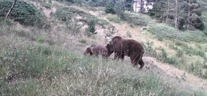 Anne ayı ve yavruları kamerada