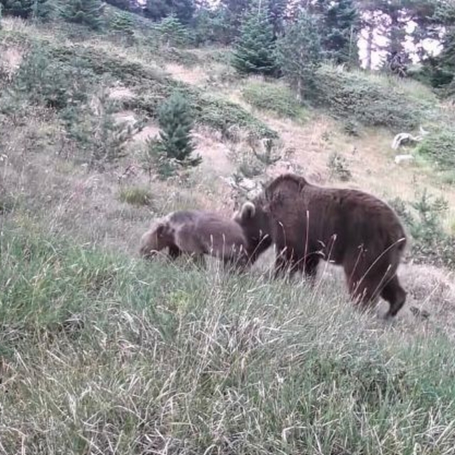 Anne ayı ve yavruları kamerada