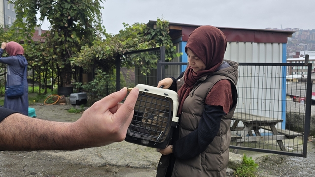 Kayıp kedi, patisinde mermiyle geri döndü