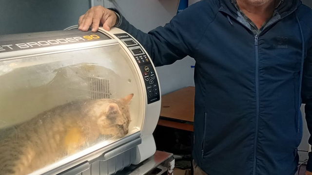 Zonguldak'ta 'öldü' sanılan kedi, bacağında mermiyle geri döndü