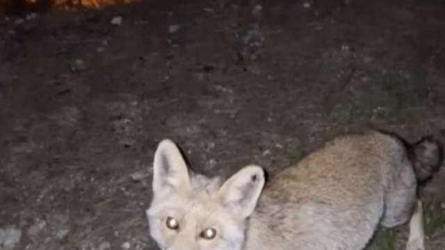 Osmaniye'de meraklı tilki, Osmaniye kömbesini geri çevirmedi