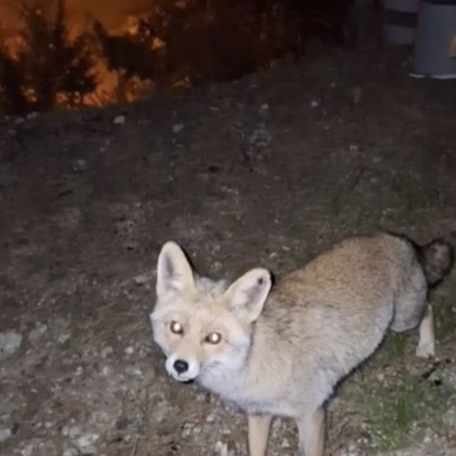Osmaniye'de meraklı tilki, Osmaniye kömbesini geri çevirmedi