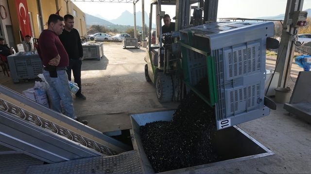 Eskişehir'in Akdeniz'inde zeytinyağının soğuk sıkım yolculuğu
Sarıcakaya'da üretilen zeytinlerden çıkarılan 0.3 asitli zeytinyağları damak çatlatıyor
Zeytinyağı fabrikası sahibi Emre Can:
"Soğuk sıkımda 4 buçuk kilo zeytinden 1 litre yağ alıyoruz"
"Zeytinyağının asit oranı ise 0.3 ile 0.5 dizem arasında değişiyor"