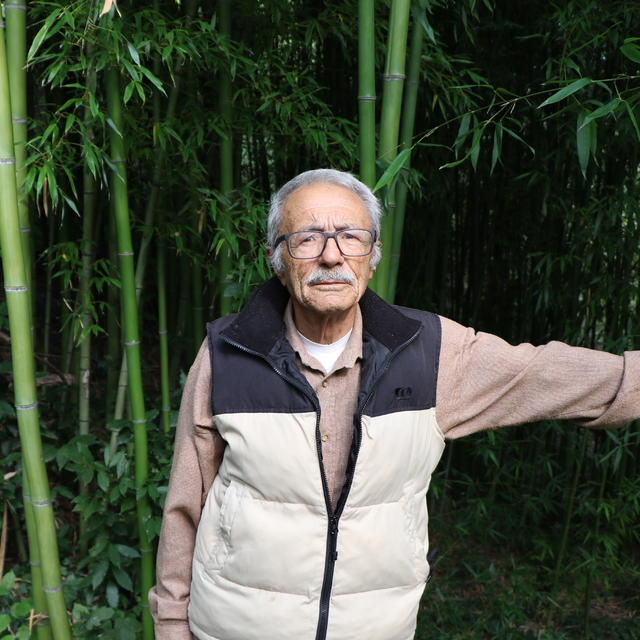 Samsun'da 10 yıldır bahçesinde bambu yetiştiriyor