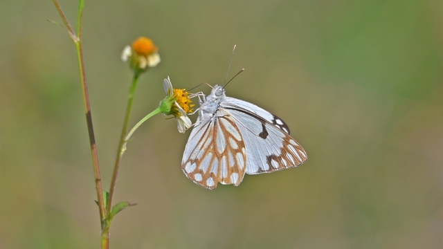 Güneydoğu'da 'beyaz öncü kelebek' zamanı