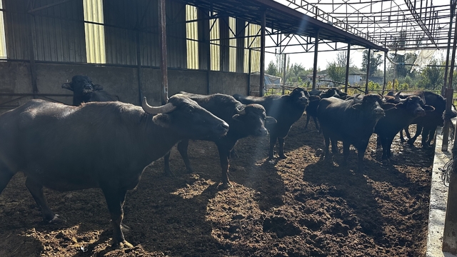 Isparta'nın manda ürünleri talep görüyor