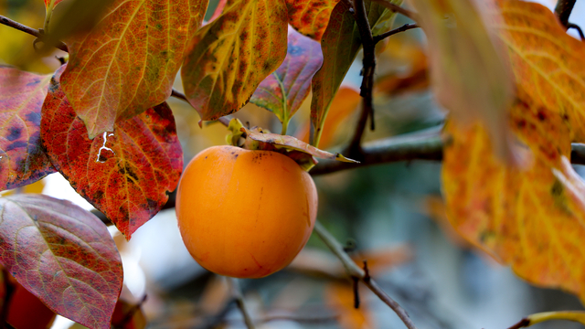 Sakarya'da kadınlar, tescilli cennet hurmasını kurutup satarak aile bütçesine katkı sağlıyor