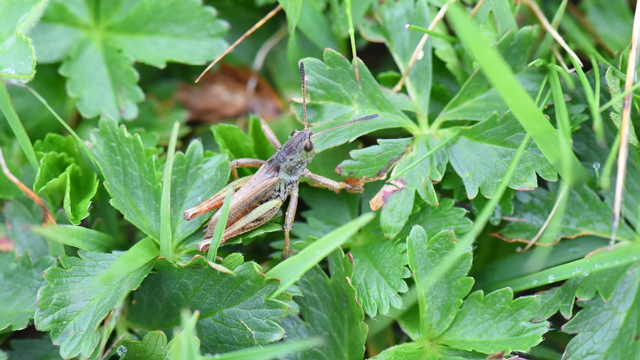 Türkiye'de yeni keşifle çekirge cinsi sayısı 153'e yükseldi