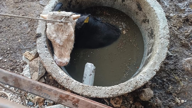 Altınözü ilçesinde kuyuya düşen ineği itfaiye çıkardı
