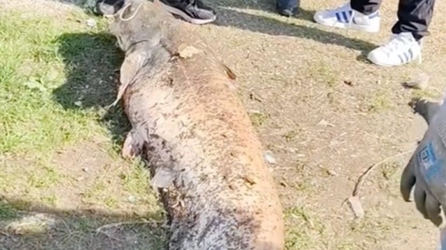 Oltaya takılan 50 kiloluk dev balık şaşırttı