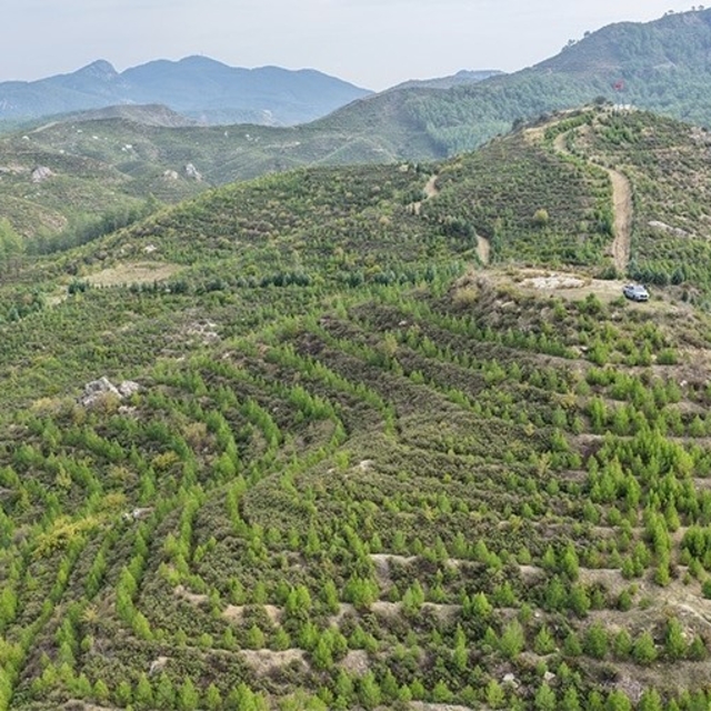 Dalaman'da 6 yıl önce dikilen fidanlar ormana dönüştü